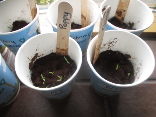Planting Seeds 007.jpg