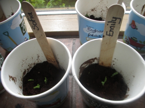 Planting Seeds 006.jpg